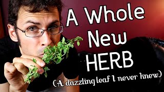 AUSTRALIAN MINT: Trying an Herb Related to Oregano but Tastes Very Different! - Amazing Plants
