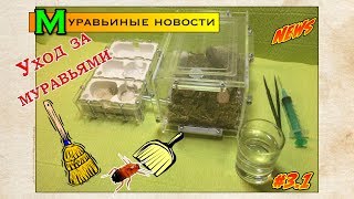 Как ухаживать за муравьями или мое воскресное утро // Муравьиные новости #3.1
