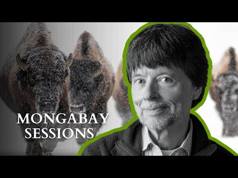 Bringing back the American Buffalo with director Ken Burns | Mongabay Sessions