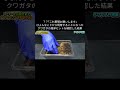 ？？｢これ繁殖お願いします｣ひょんなことから飼育することになったクワガタの産卵セットを確認した結果