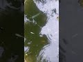 My pond fish abvlogsmypondmyfish