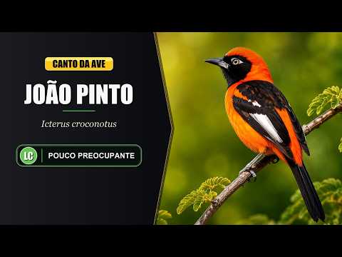 Miniatura do vídeo Canto do João Pinto – (Icterus Croconotus)