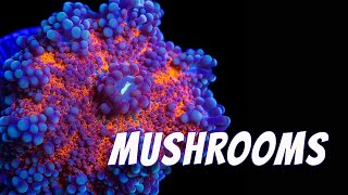 Mushroom coral care screenshot 4