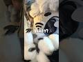 FURSUIT REVEAL 💥💥 // #furry #fyp #fursuit #lunawildpaws