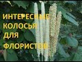 ФЛУМ, ФЛЕУМ-ЭТО ТИМОФЕЕВКА. ФЛОРИСТАМ НРАВИТСЯ!!!