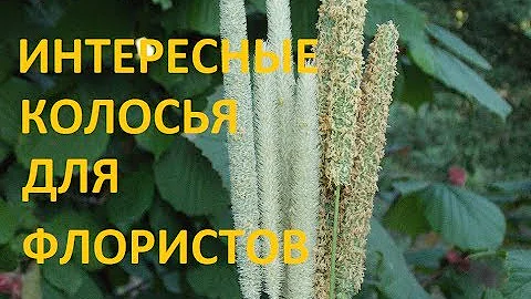 ФЛУМ, ФЛЕУМ-ЭТО ТИМОФЕЕВКА. ФЛОРИСТАМ НРАВИТСЯ!!!