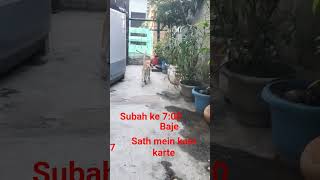 cute cat