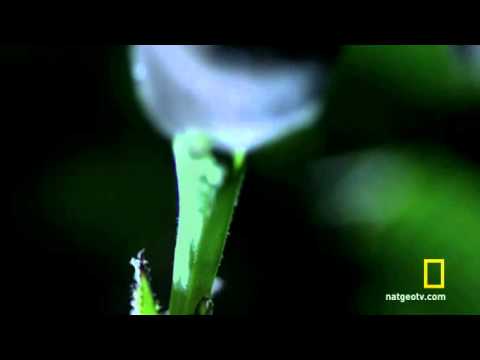 Bat Caught on Camera