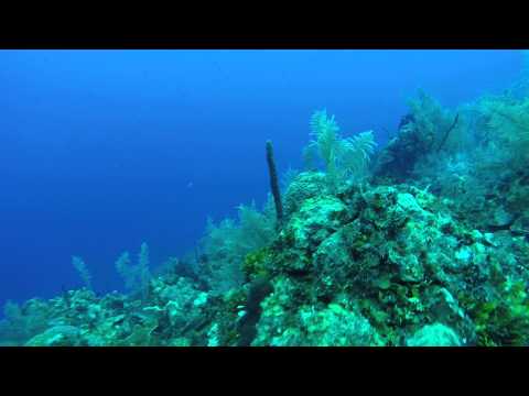 BUCEO EN SAN ANDRES EL CANTIL DE LA PISCINITA -