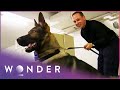 These Dogs Are Trained To Hold Guns | K9 Mounties S1 EP3 | Wonder