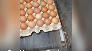 #OmegaEggPrint EggVenture Dotjet Shell Egg Printing #03 PQ OMEGA