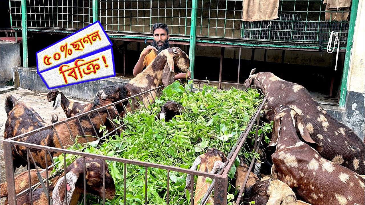 শখের খামারের ছাগল বিক্রির পেছনে আমার অদ্ভুত কারণ শুনলে অবাক হবেন!