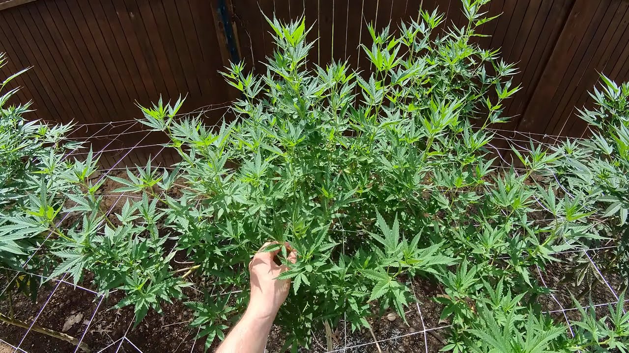 2025 Outdoor Cannabis Garden Tour | Garden Update [#03] - May 2