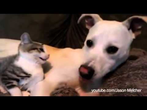 Video: 3 Bedste Tip, Når Du Behandler En Syg Kat