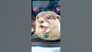 Chú rái cá chỉ muốn được ai đó để ý 🥺❤️