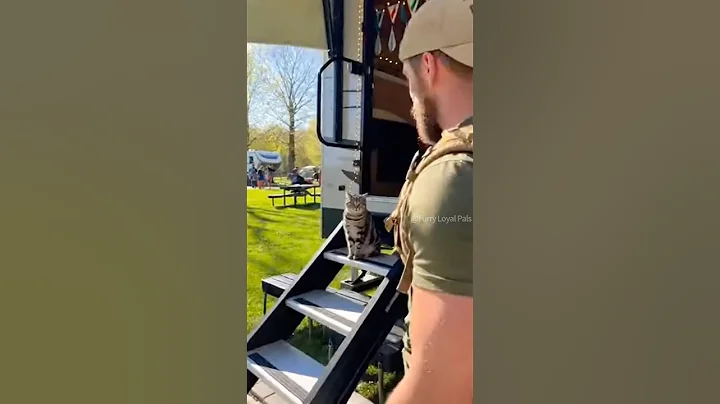 Video 11888771: american shorthair, furry, cat