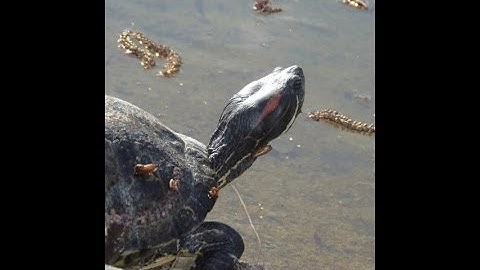 Red-eared slider (Trachemys scripta elegans) in the spring ✿⊱