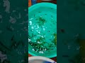 shrimps fresh water tremendous colour #fish hobbyist sk aquatic classical fish shorts 🐬