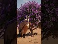 गिद्ध और फूल 🦅🌹#shorts #shortvideo #hindistories #unique #edit #video #ai #india #uniquetube