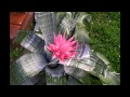 Bromelia