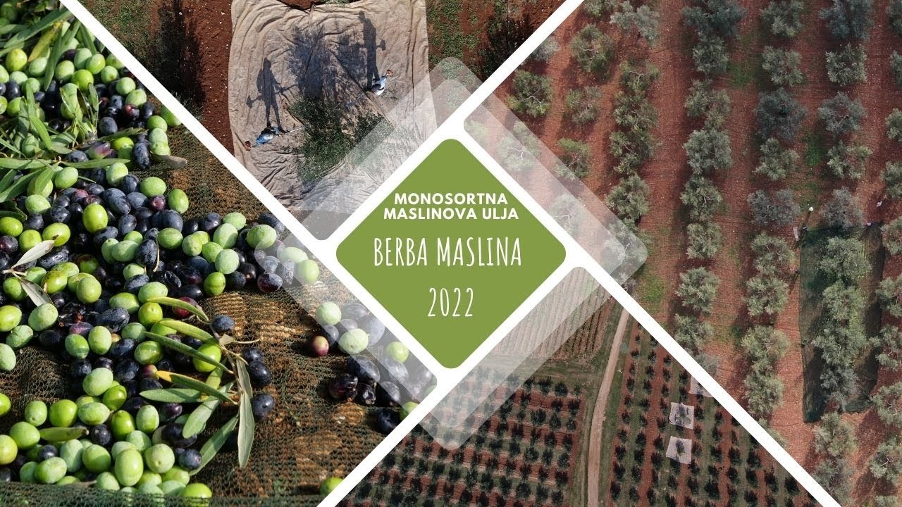 BOJE ZEMLJE Monosortna maslinova ulja