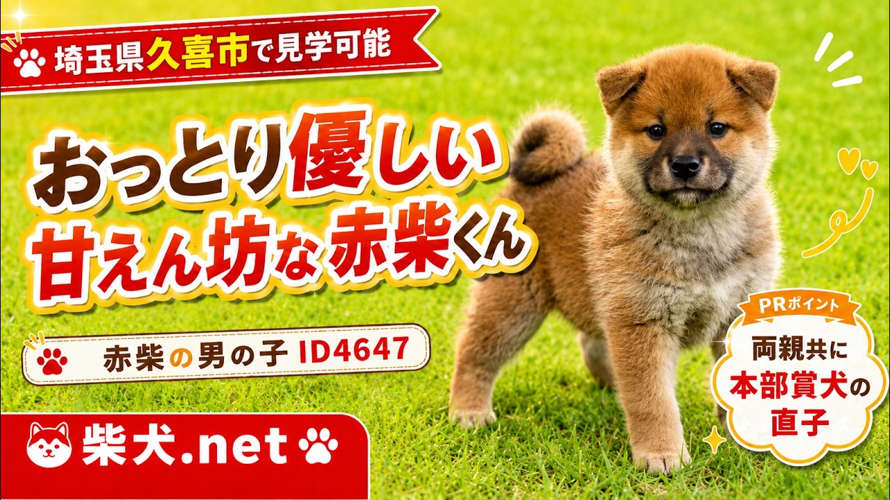 ID4647 赤♂ shiba inu puppy red male - YouTube