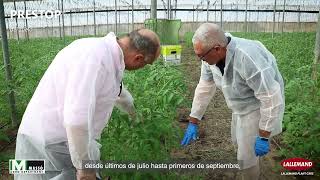 Como prevenir las enfermedades de suelo en tomate mediante control biológico con Prestop