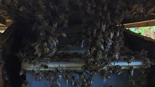 23.10.2025 Pszczoły Latają, Pokarm Wyjadają.