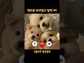 구름이는 친구들과 놀다가도