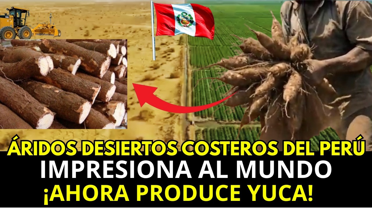 ¡MEXICANOS: PERÚ está DANDO VIDA AL DESIERTO de UNA MANERA MILAGROSA !