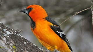 beautiful hymns birds peaceful instrumental birdsong chirping mynah sparrow birds Calm Tv screenshot 4