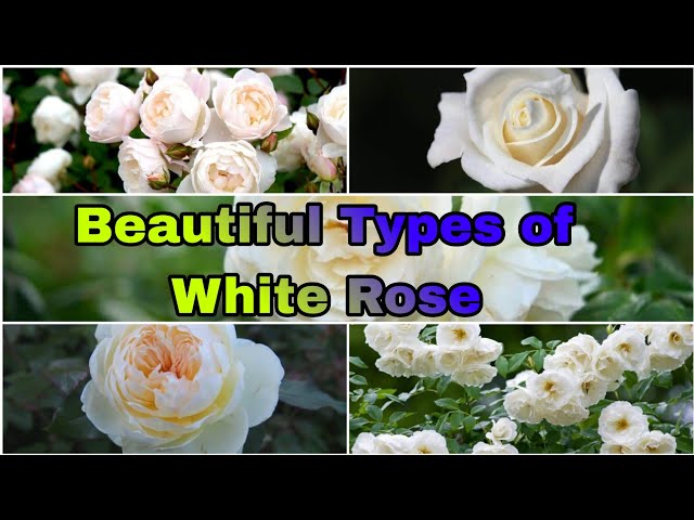 Different Types Of White Roses