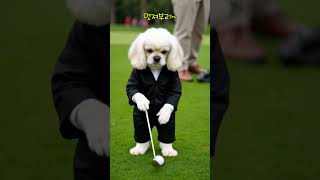 골프장 마스코트는 바로 이 댕댕이! 🐾 #강아지 #페키니즈 #라운딩