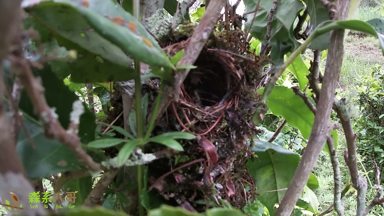 A close look at the panda bird breeding on the tea tree近距离看茶树上的熊猫鸟育雏，鸟爸鸟妈默契配合