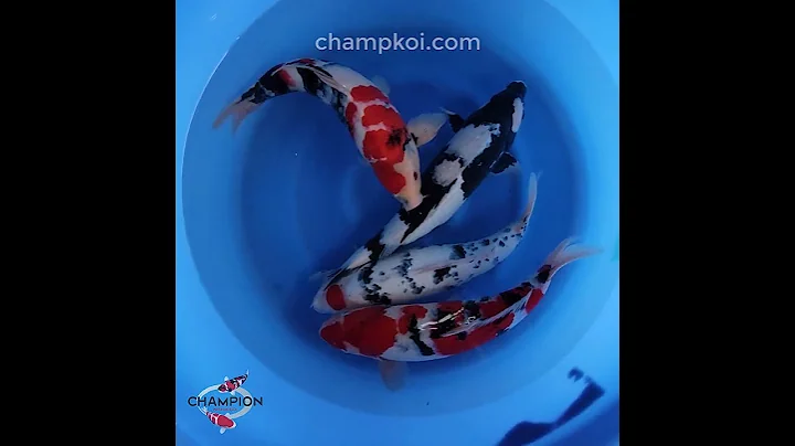 2024FALL-089 2yr Rare Shiro Utsuri, Showa, Tancho Sanke by OGATA Koi Farm