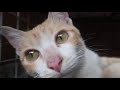 猫猫との暮らし