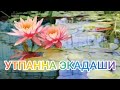 УТПАННА ЭКАДАШИ .