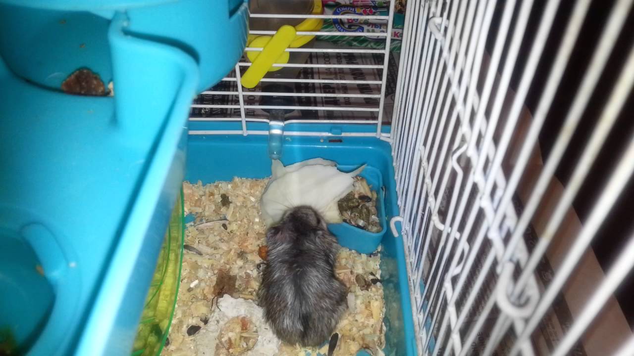 хомячки едят капусту. хомяк ест капусту джунгарский. хомяк с салатом. цветная капуста для джунгарских хомяков. что можно давать хомякам.