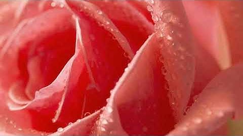 ايات من سورة الحج عبد الرحمان السديس