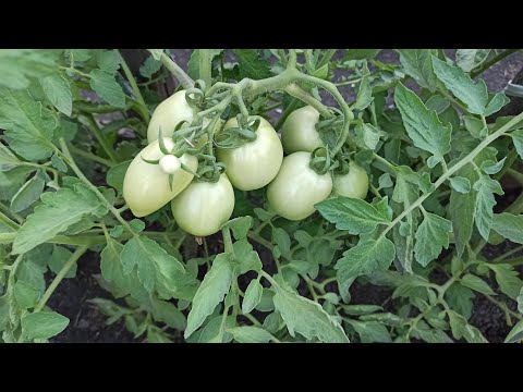 Video: Open Bed En De Beste Tomaten