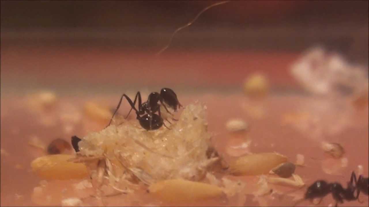 upload image messor barbarus