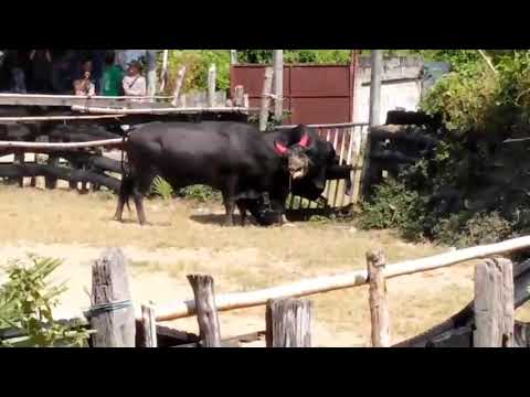 วีดีโอ: ฟาร์มวัวกระทิงอัลตาวิสต้า