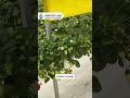 strawberry cultivation