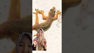 Download Lagu Challenge suara Hewan #shorts MP3 Download Lagu Challenge suara Hewan #shorts MP3