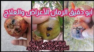 ابو دقيق الرمان الأعراض والعلاج حصريا علي قناة الزواوي الزراعية