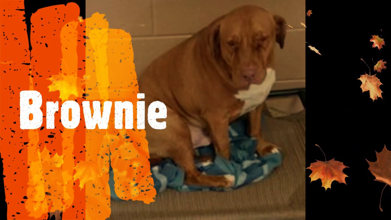 Available Dogs Best Friends Animal Sanctuary Jamestown, Tennessee