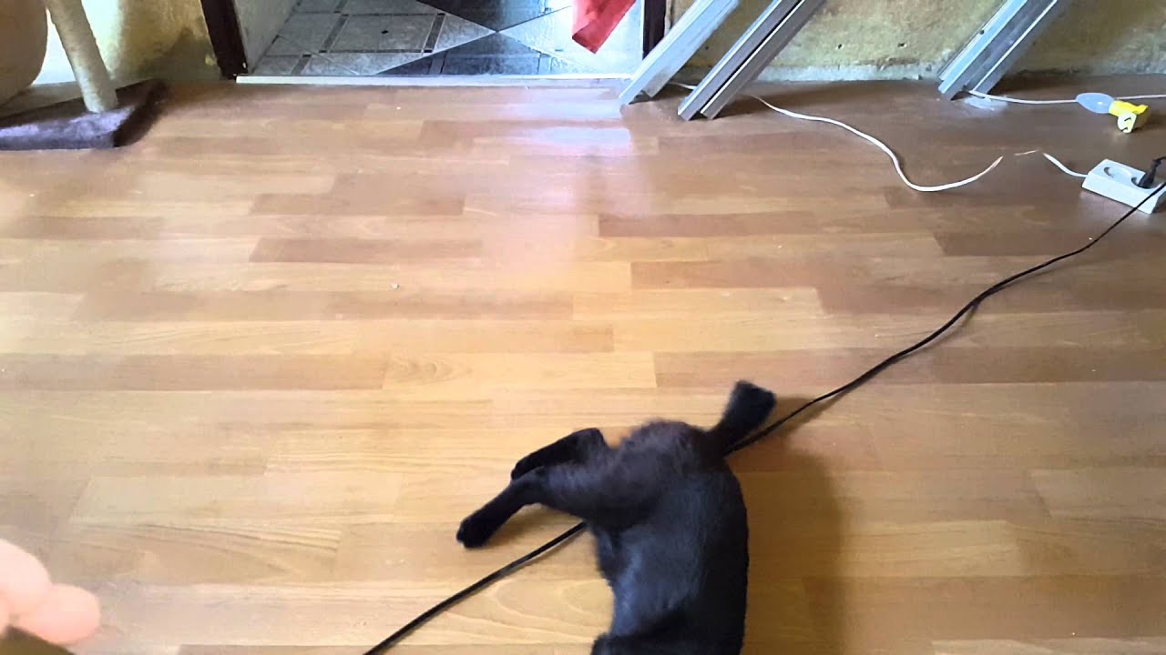 Zip tie cat toy DIY YouTube