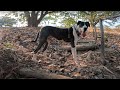 Cansado en el bosque | Perros Episodio #3