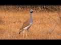 White-bellied Bustard Calling