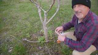 How to Prune a Pear Tree For Better Fruit and Growth.